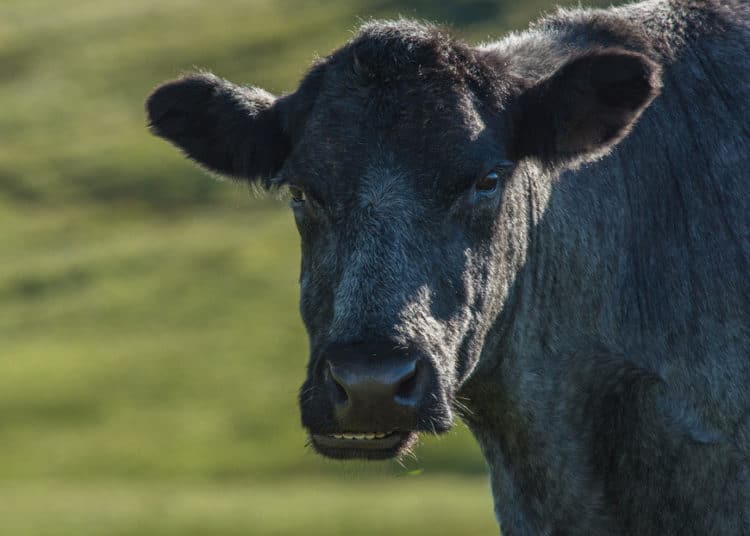 Un toro robado escapa de sus captores y aterroriza a un vecindario a las afueras de Buenos Aires