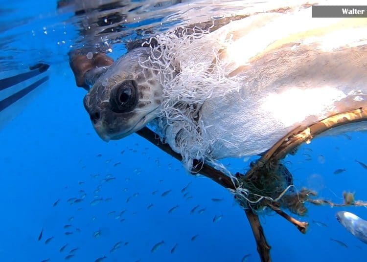 Fotógrafos encuentran y rescatan a una tortuga que nadaba con un saco de yute atado a su caparazón en Los Cóbanos