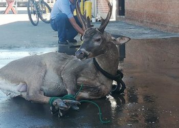 Rescatan venado en alta mar en zona del golfo de Fonseca