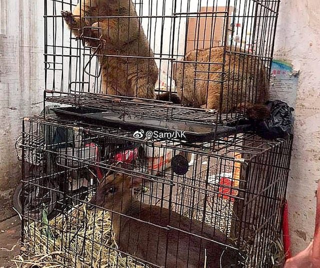 Las fotos del mercado chino donde nació el brote de coronavirus