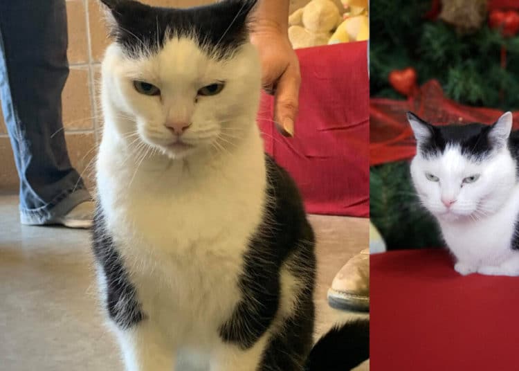 Se busca hogar para Perdita, «la peor gata del mundo»: no tiene corazón, pero sí hábitos diabólicos