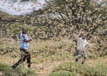 La ONU da la voz de alarma por una «voraz plaga» que amenaza a varios países