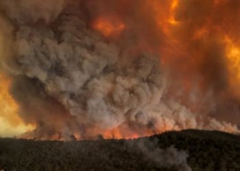 Millones de animales han muerto tras devastadores incendios en Australia