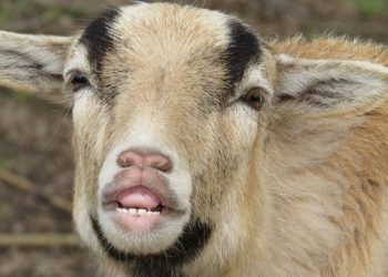 (VIDEO) En la India una cabra es venerada como un dios por su “rostro humano”