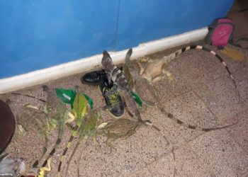 Detienen a tres hombres que pretendían vender 13 garrobos