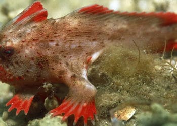 (VIDEO) Pez australiano que puede caminar y desafía las leyes de la naturaleza