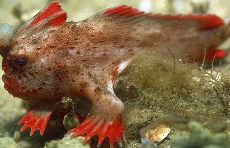 (VIDEO) Pez australiano que puede caminar y desafía las leyes de la naturaleza
