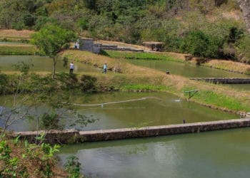 Ministerio de Agricultura tecnifica a personas que cultivan tilapias y camarones