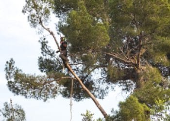 Fallece empleado de alcaldía de Mejicanos tras recibir descarga eléctrica al podar un árbol