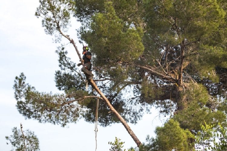 Fallece empleado de alcaldía de Mejicanos tras recibir descarga eléctrica al podar un árbol