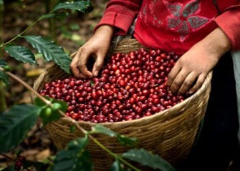 Asamblea analiza problemática económica de caficultores