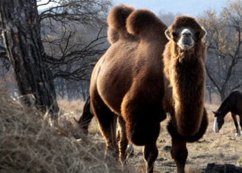 (VIDEO) Camello provoca un gran retraso a un tren internacional en Rusia