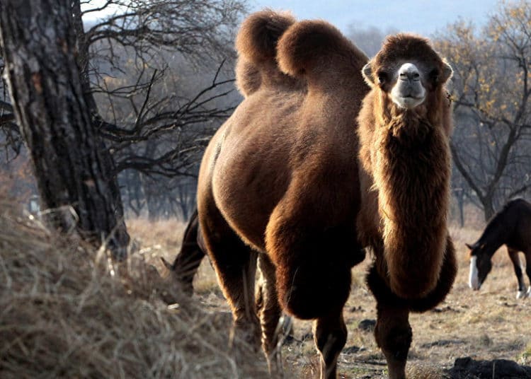 (VIDEO) Camello provoca un gran retraso a un tren internacional en Rusia