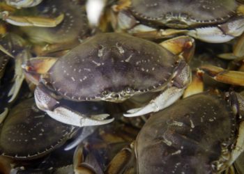 Las aguas del Pacífico son tan ácidas que disuelven los caparazones de cangrejos