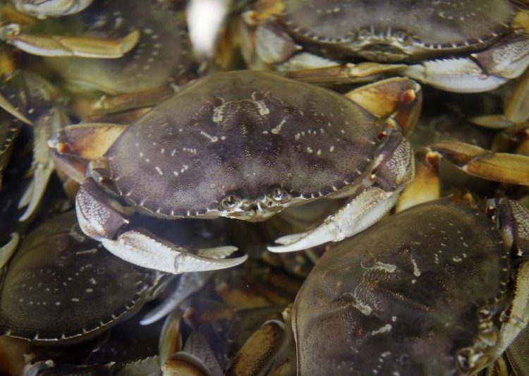 Las aguas del Pacífico son tan ácidas que disuelven los caparazones de cangrejos