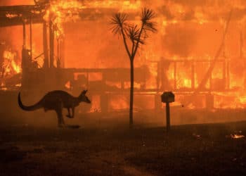 Asciende a 500 millones el número de animales muertos en incendios en Australia