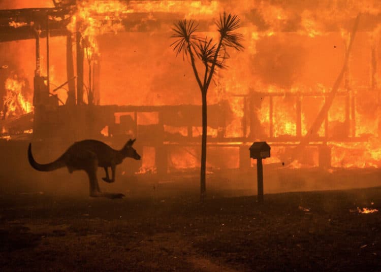 Asciende a 500 millones el número de animales muertos en incendios en Australia