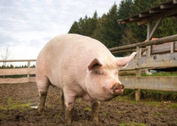 (VIDEO) Lanzan un cerdo desde un helicóptero a la piscina de un empresario argentino