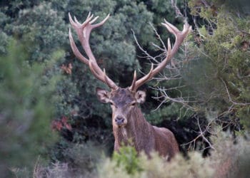 (VIDEO) Captan el momento en que un ciervo muda la cornamenta