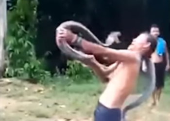(VIDEO) Encantador de serpientes muere tras ataque de cobra