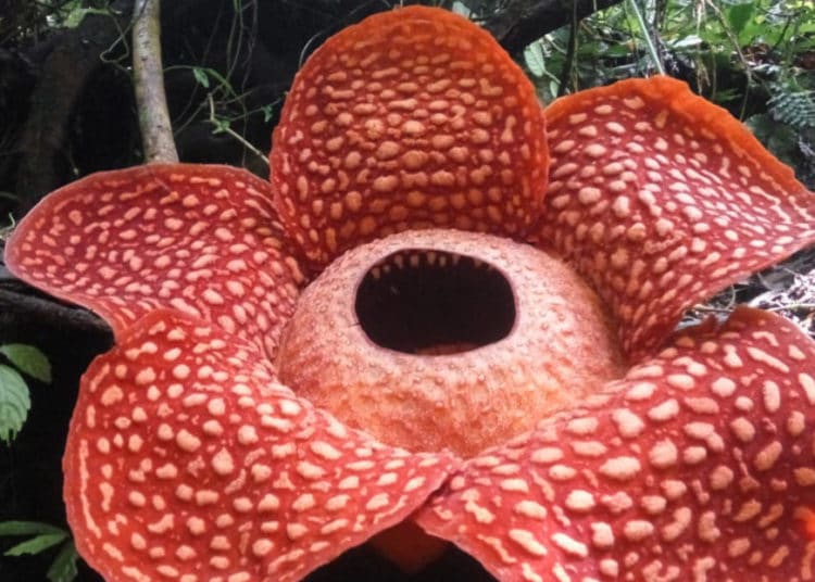 La flor más grande del planeta esta en Indonesia