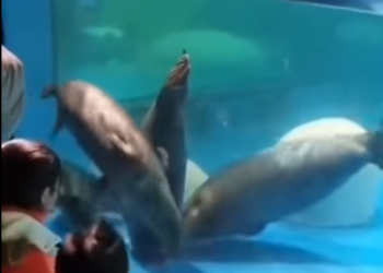 (VIDEO) Focas tratan de rescatar a una compañera atrapada en un drenaje de acuario