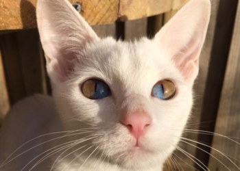 La mirada bicolor de una gata que cautiva en internet