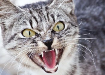 (VIDEO) Un gato se enfrenta a tres coyotes que lo rodean para atacarlo