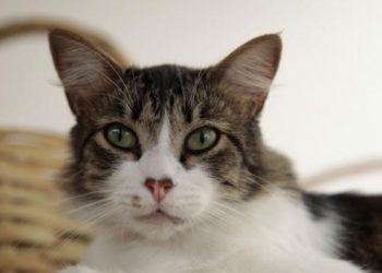 (VIDEO) ¡Todo para salvar al gato! Bajan “colgado” a un niño de 7 años desde el quinto piso