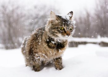 (VIDEO) Salva a tres gatitos de morir congelados gracias a una taza con café