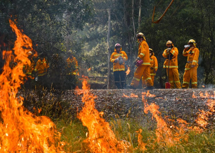 Cientos de especies podían extinguir debido a los incendios en Australia