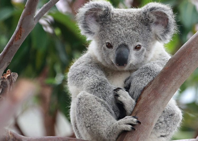 (VIDEO) Reportera se traga leyenda urbana y viste armadura para hacer reportaje sobre koalas venenosos