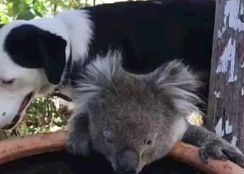 (VIDEO) Perro comparte de su agua con koala que huye de los incendios
