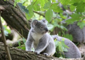 (VIDEO) Dos jóvenes arriesgan sus vidas y salvan a 20 koalas de los incendios en Australia