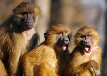 Habitantes de una aldea con inusual idea acabar con los ataques de monos