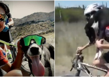 (VIDEO) Ciclistas argentinos salvan a un perro abandonado en zona deshabitada