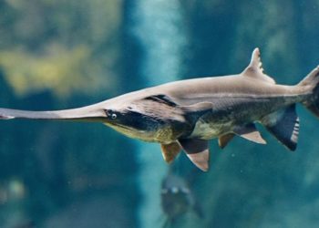 Pez remo gigante chino es la primera especie extinta de 2020