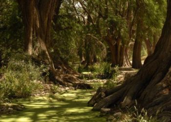 Agencia del Transporte de EE.UU. publica supuestas imágenes de Píe Grande