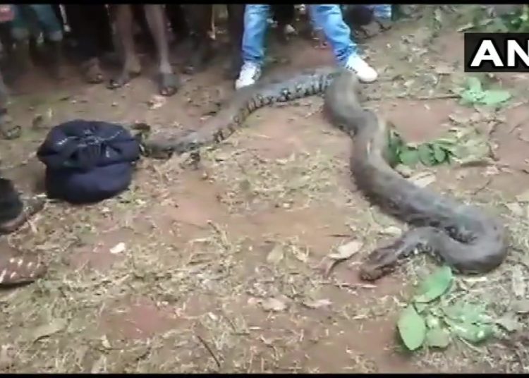(VIDEO) Sacan seis pitones gigantescas de una tubería en la India