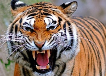(VIDEO) Un hombre finge estar muerto para evitar que tigre se lo coma