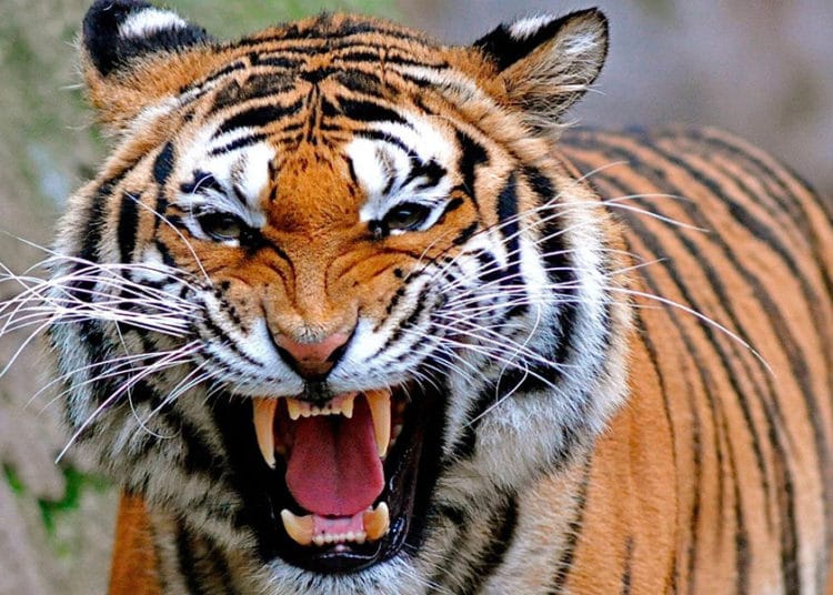 (VIDEO) Un hombre finge estar muerto para evitar que tigre se lo coma