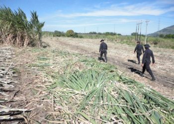 Policía Rural destaca trabajo en recolección de café y corte de caña de azúcar