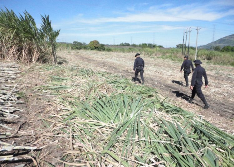 Policía Rural destaca trabajo en recolección de café y corte de caña de azúcar