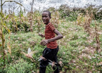 La peor plaga de langostas del desierto en las últimas décadas pone en jaque la alimentación de millones de personas