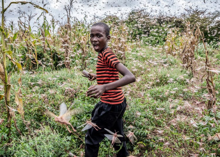 La peor plaga de langostas del desierto en las últimas décadas pone en jaque la alimentación de millones de personas