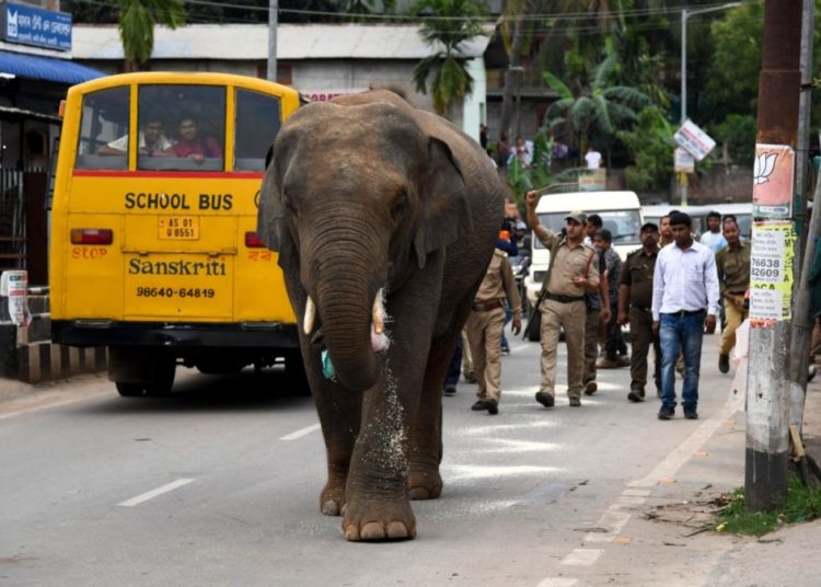 (VIDEO) En la India elefante detiene un auto con turistas en busca de comida