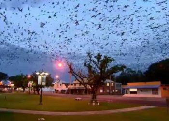 (VIDEO) Una localidad australiana sufre un «tornado de murciélagos»