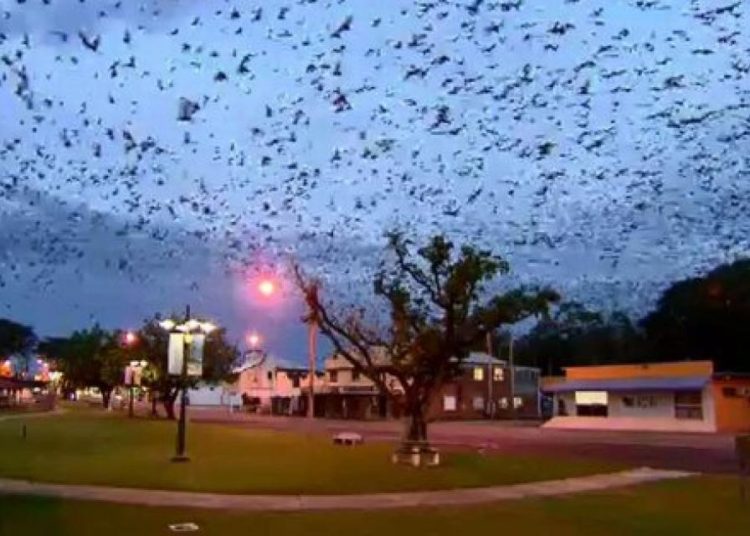 (VIDEO) Una localidad australiana sufre un «tornado de murciélagos»