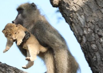 (VIDEO) Un babuino roba un cachorro de león, lo acicala en un árbol y crea un momento a lo ‘El rey león’