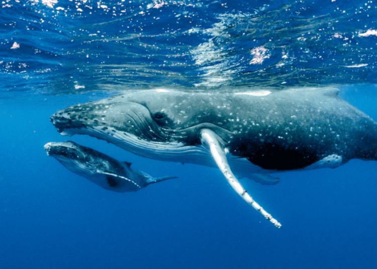 Las tormentas solares fomentarían que las ballenas encallen en las costas